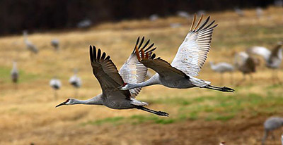 Wheeler National Wildlife Refuge Festival of the Cranes January 14-16, 2022